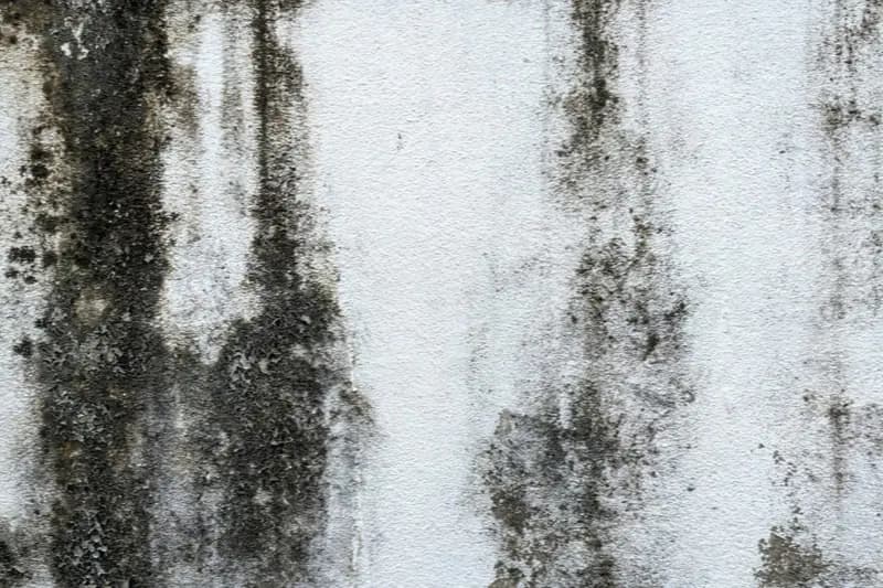 Traînées noires de moisissure sur un mur peint en blanc